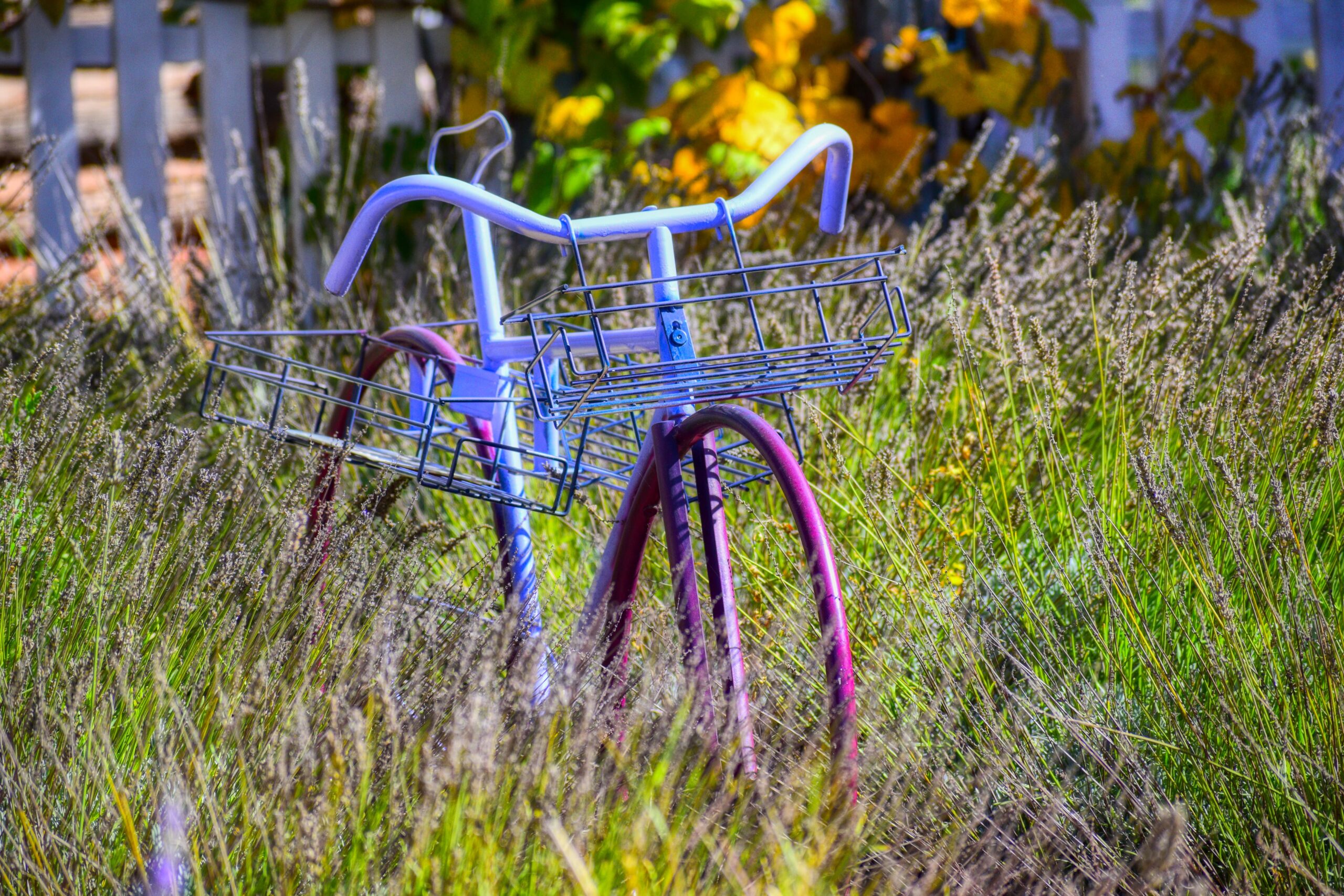 Lavender Bike