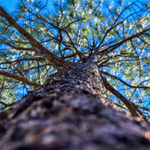 A Squirrel's Perspective