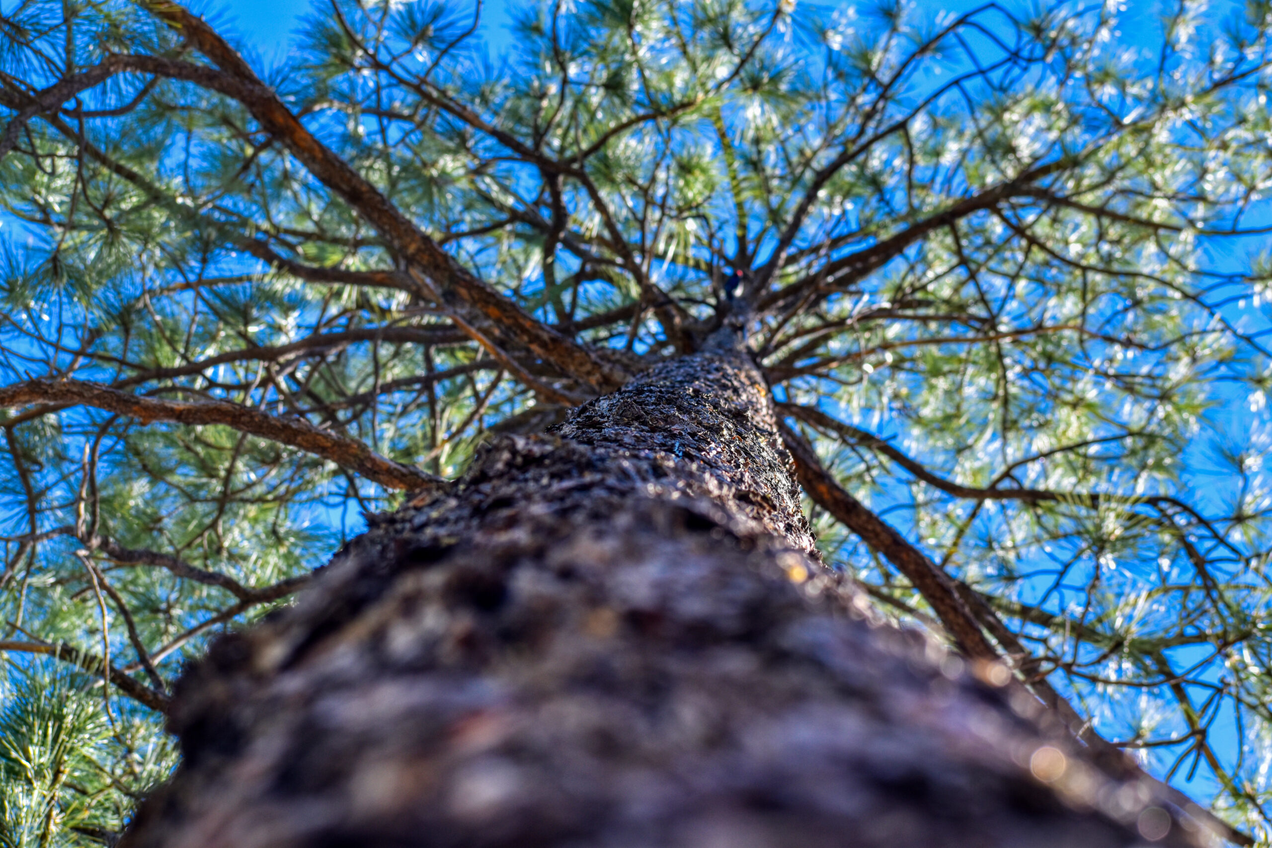 A Squirrel's Perspective